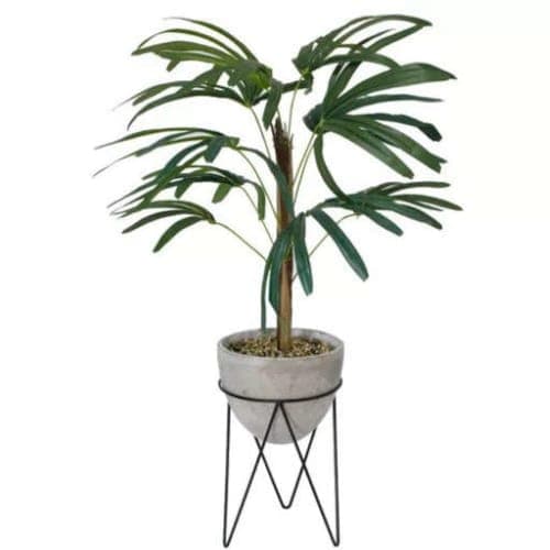 Palm Tree in Planter image