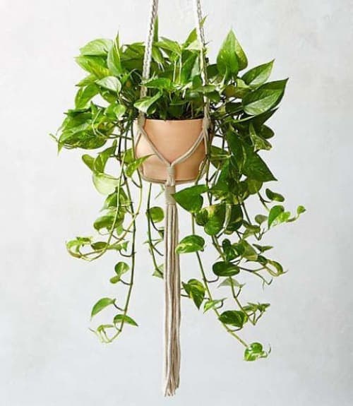 Macramé Plant Holder image