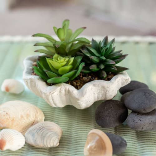 Shell Agave Succulent in Planter image
