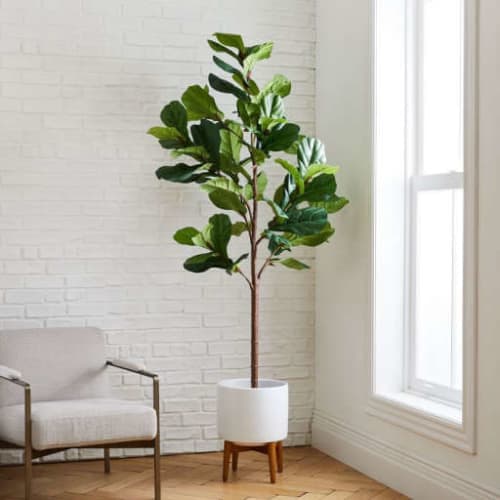 Faux Fiddle Leaf Fig Botanical + Turned Wood White Planter image