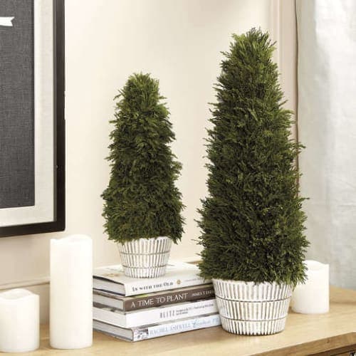 Bunny Williams Preserved Cypress Topiaries image