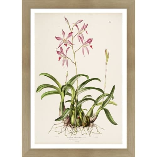 Vintage Botanical V by Julia Kearney Framed Painting Print image