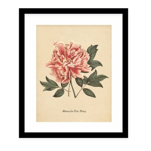 Botanical Vintage Eight by Terri Ellis With Frame 24''x36'' image