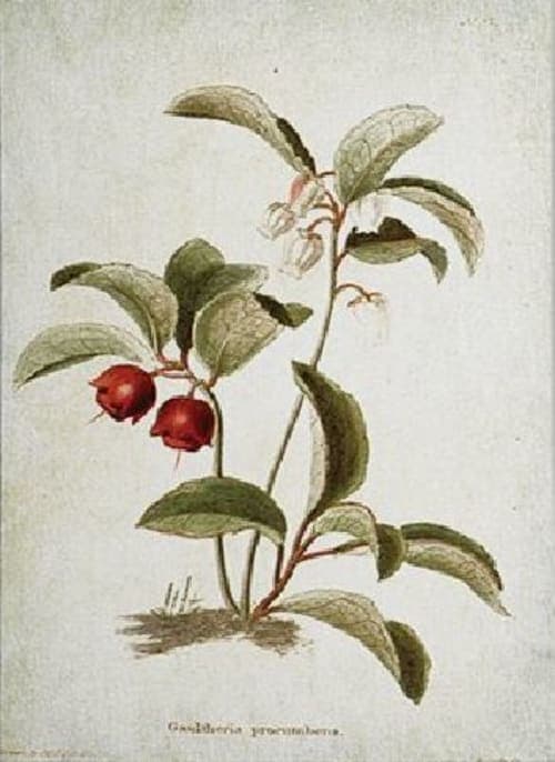 Vintage Floral and Animal Prints 4 Piece Painting Print Set on Canvas_3 image