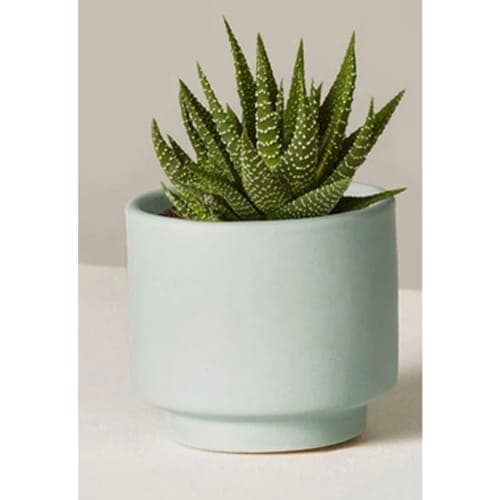 The Sunny Sill Set image