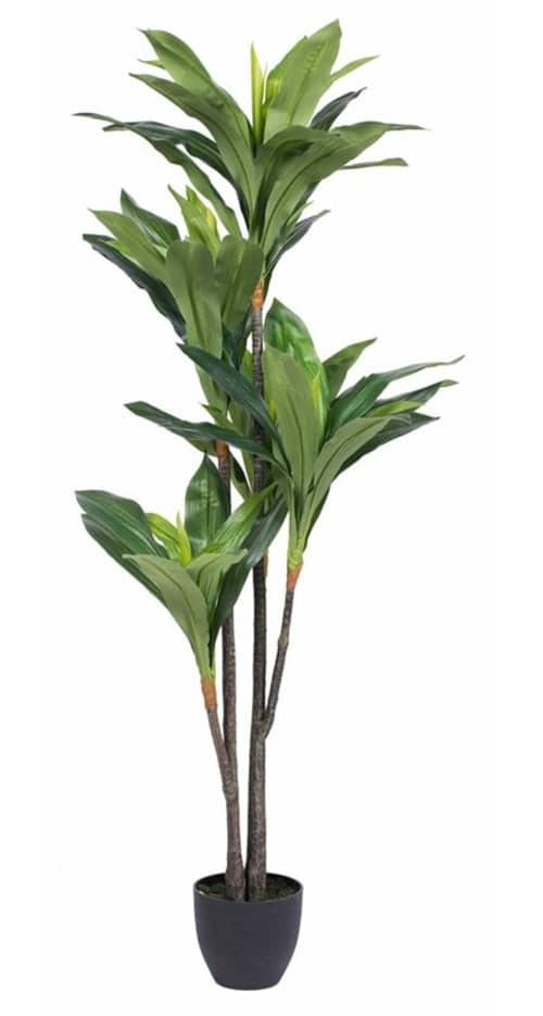 Dracaena Tree in Pot image