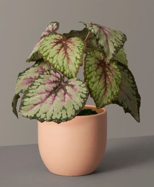Faux Rex Begonia image