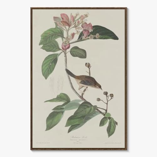 Bachman's Finch Wall Art image