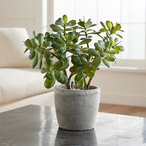 Potted Artificial Jade Plant image