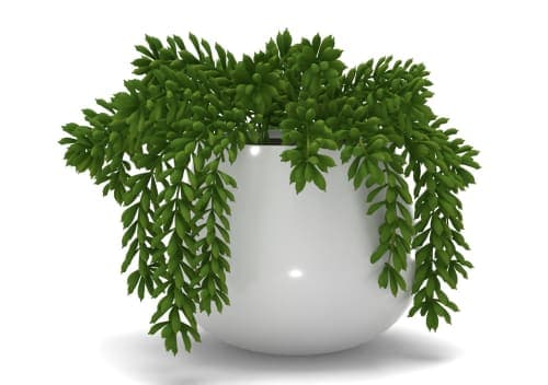 Faux Potted Green Trailing Succulent Plant image