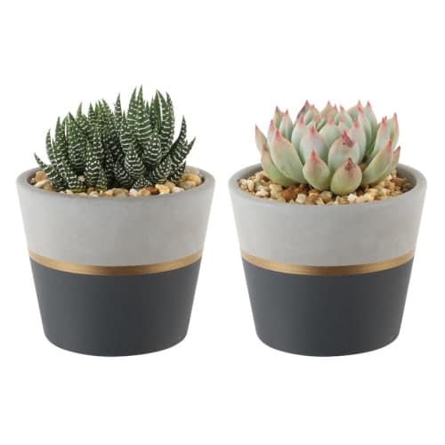 Piece Live Succulent Plant1 image
