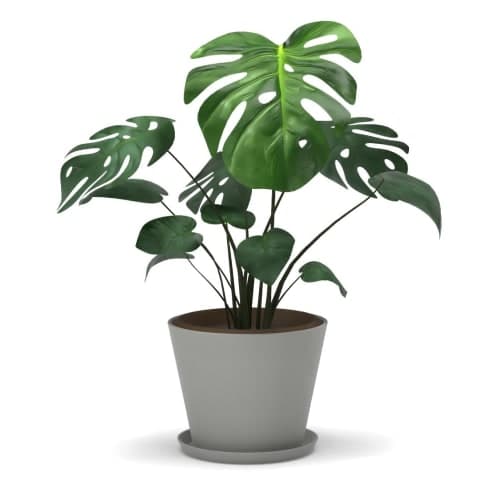 Monstera image