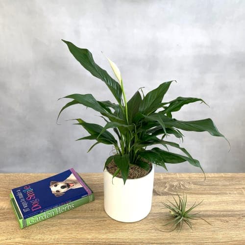 12 Live Flowering Plant in Pot image