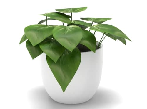 Philodendron Green image