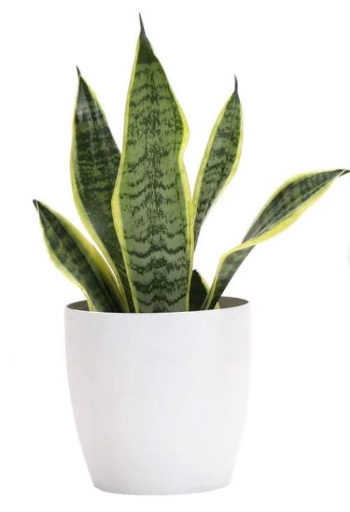 Live Snake Plant in Pot image
