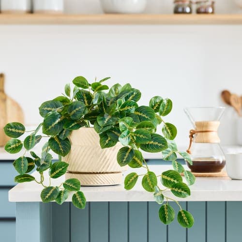 Faux Potted Herringbone Maranta Plant image