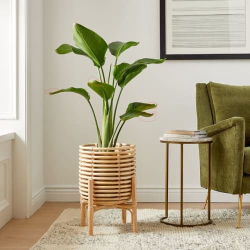 Adobe Rattan Planter image