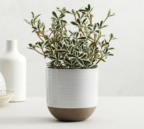 Quinn Stoneware Planters Small Cachepot image