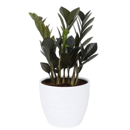 Tropicals Raven ZZ Plant image