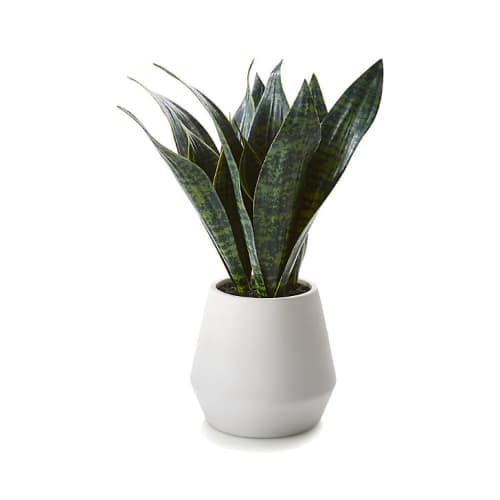 Artificial Snake Plant in Pot image