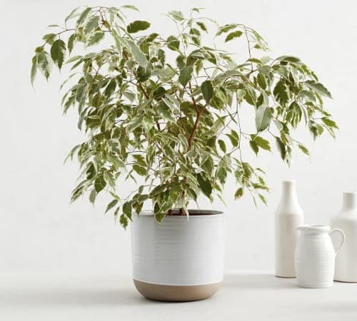 Quinn Stoneware Planters image