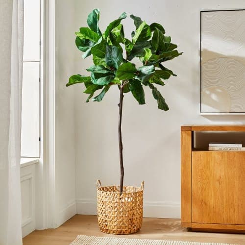 Fiddle Leaf Fig Tree And Open Weave Zigzag Basket Planter Set image