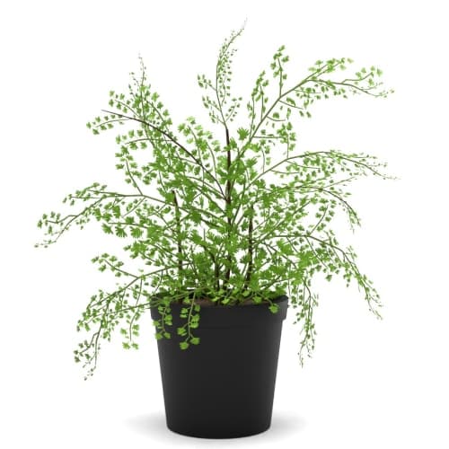 Faux Potted Maidenhair Fern image