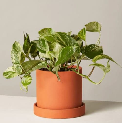 Marble Queen Pothos image